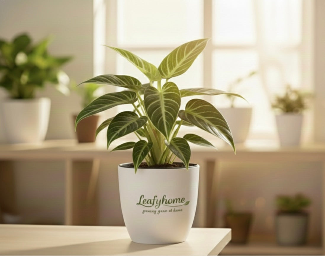 Indoor Plants