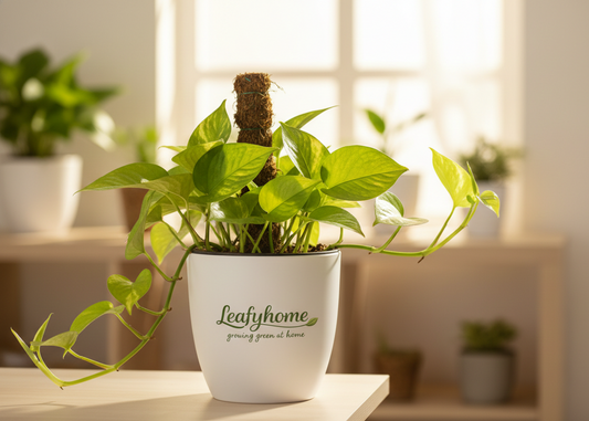 Money Plant