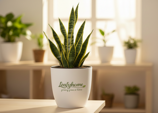Snake Plant