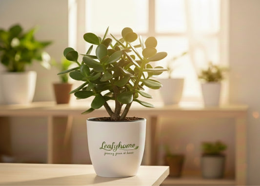 Jade Plant