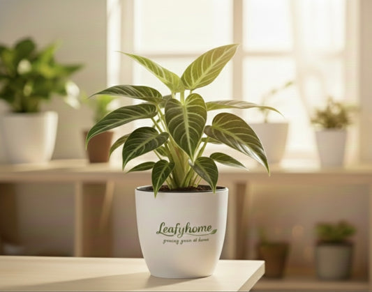 Philodendron Birkin Plant