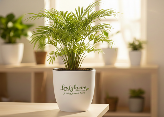 Areca Palm