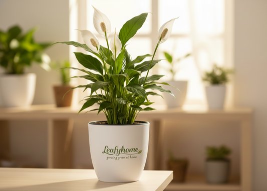 Peace Lily