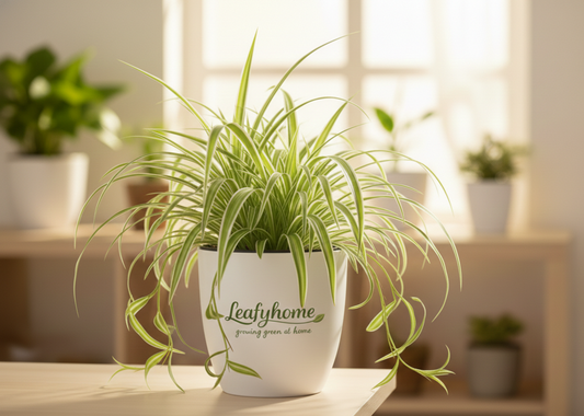 Spider Plant