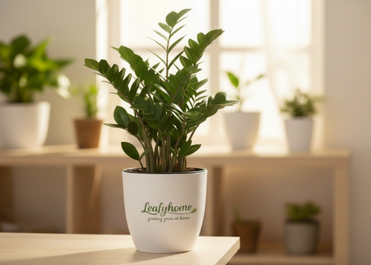 ZZ Plant (Zamioculcas Zamiifolia)